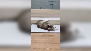 @lily_yunsky 얼공 임신 섹트녀 (59)