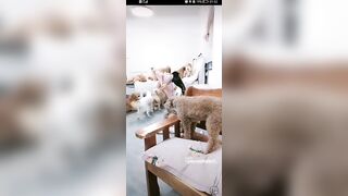 대륙 틱톡 수간녀 (1)