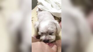 강아지보빨녀 (7)