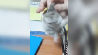 란세당 치지직정지먹고 킥에서 방송한날 다시보기 korean bj